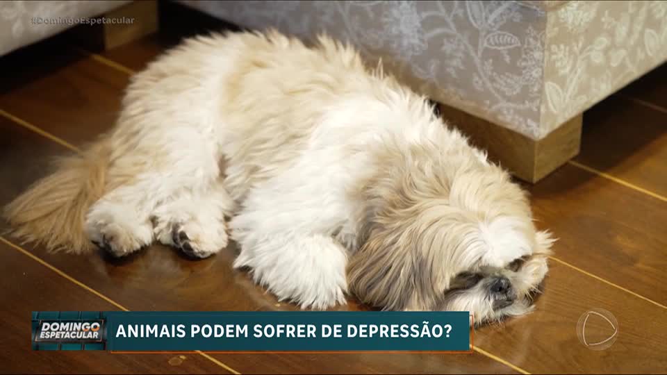 Animais podem ter depressão? Perda de apetite e isolamento mostram necessidade de cuidados