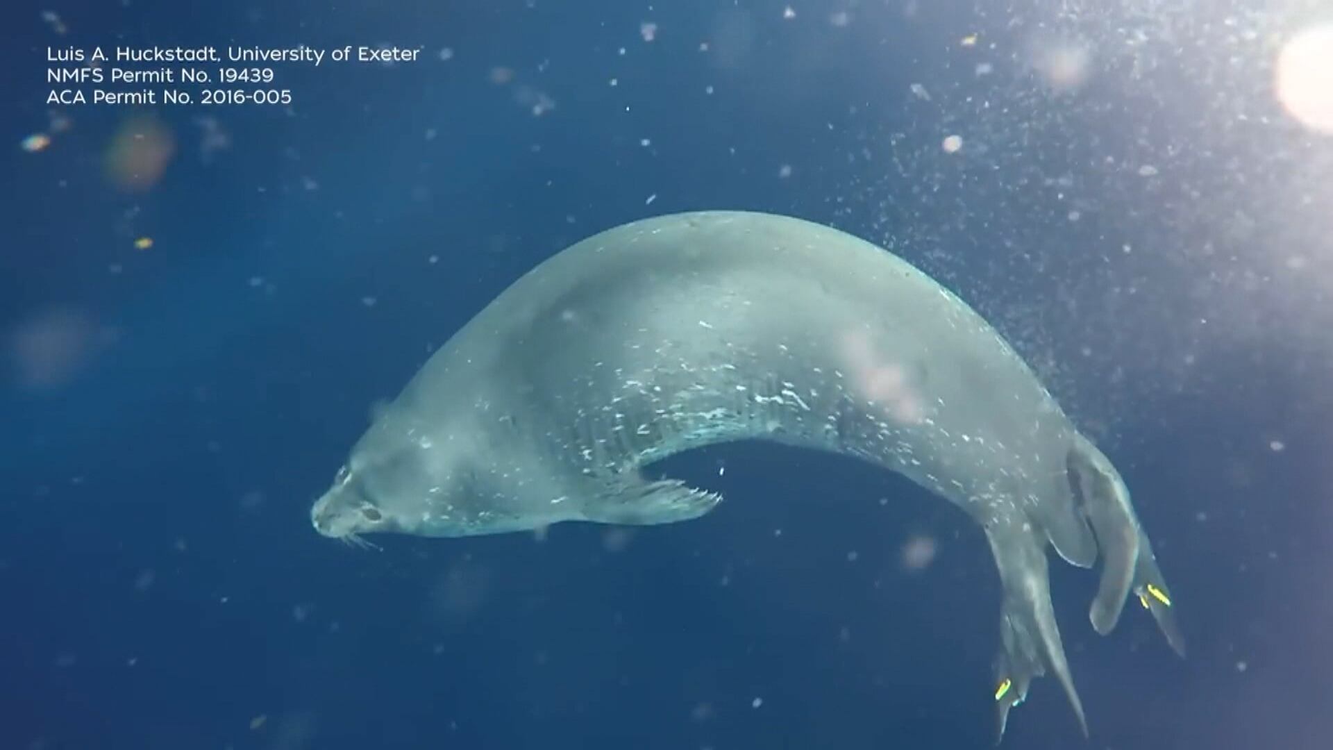 Vídeo mostra mãe foca ensinando filhote a nadar