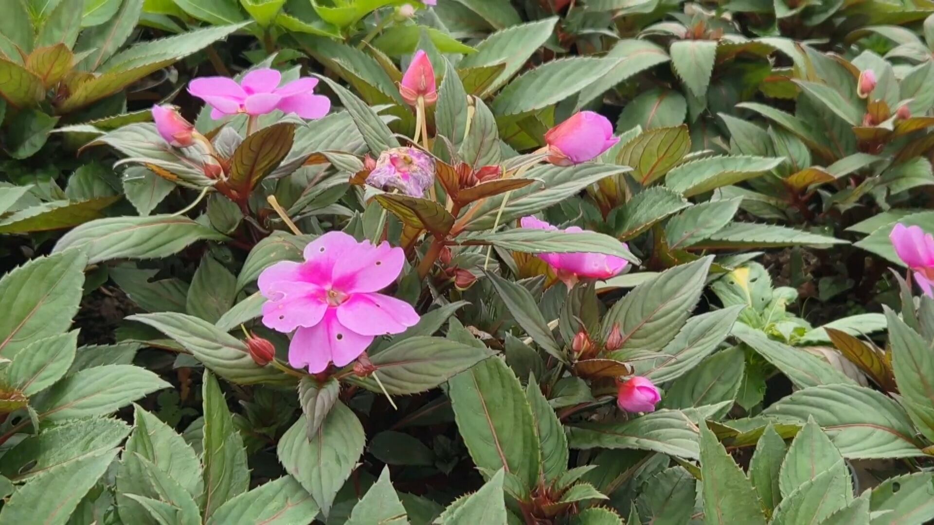 Produção de flores chega a mil dúzias por semana em Gravatá (PE)