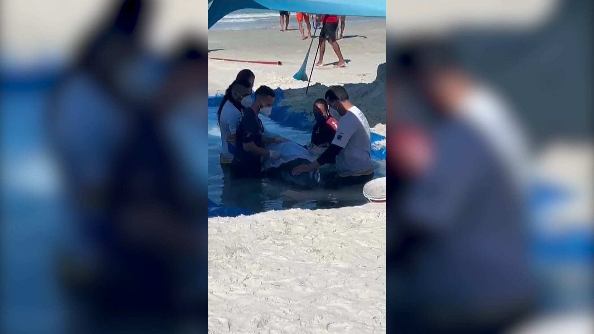 Golfinho é resgatado em praia de Cabo Frio (RJ)