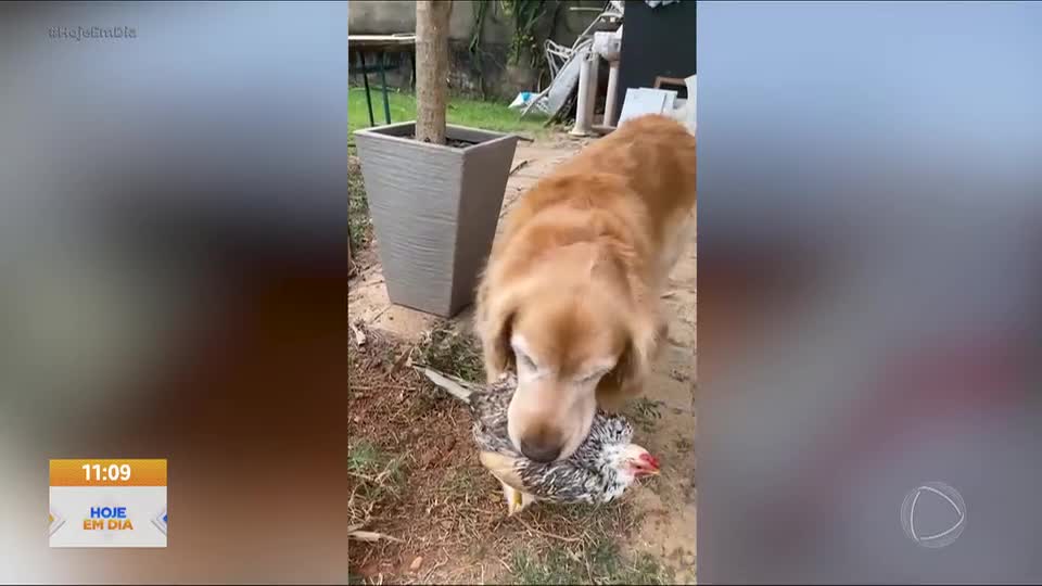 Amizade inusitada entre Golden Retriever e galinha Garnisé viraliza nas redes sociais