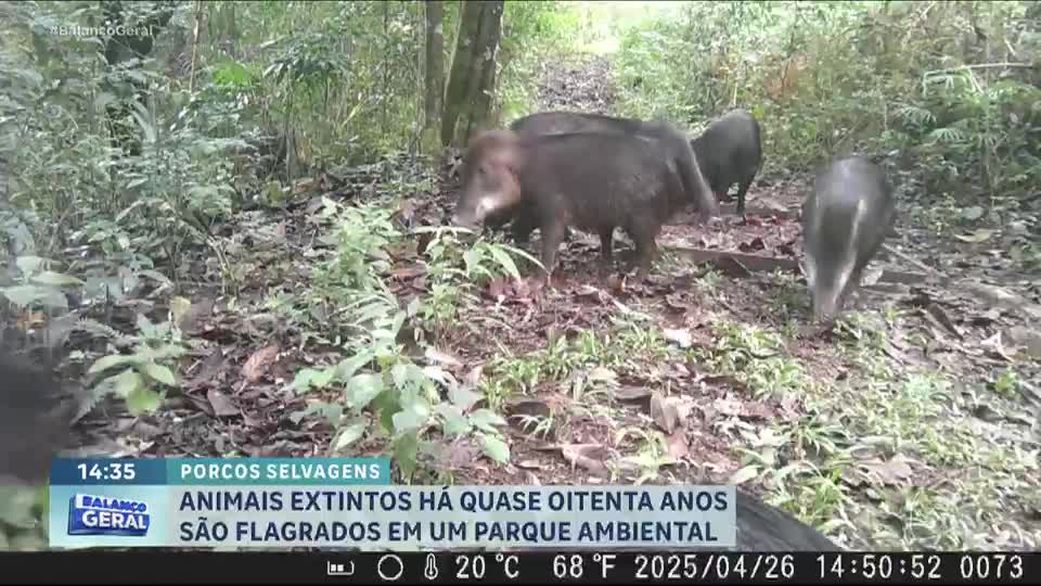 Espécie em extinção de porcos selvagens é flagrada no Rio Janeiro