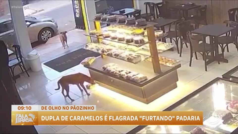 Gangue dos caramelos: cachorros são flagrados furtando pão em padaria de GO