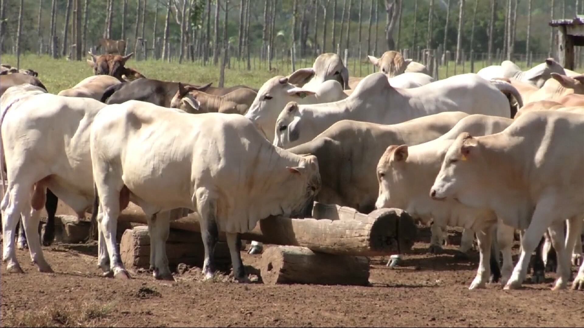 Cotação da arroba do boi em SP se aproxima dos estados produtores