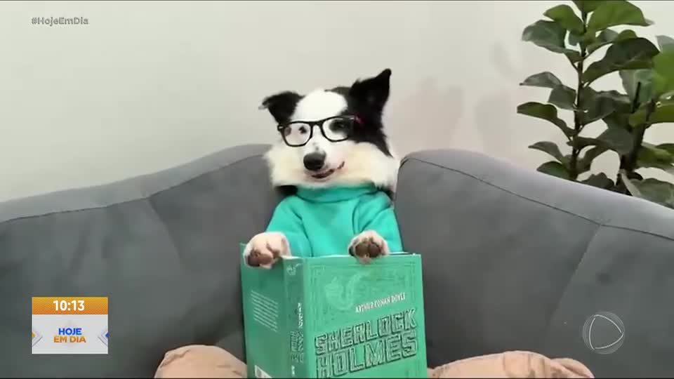 Conheça Twogueder, cão que viralizou na internet por sua rotina quase humana