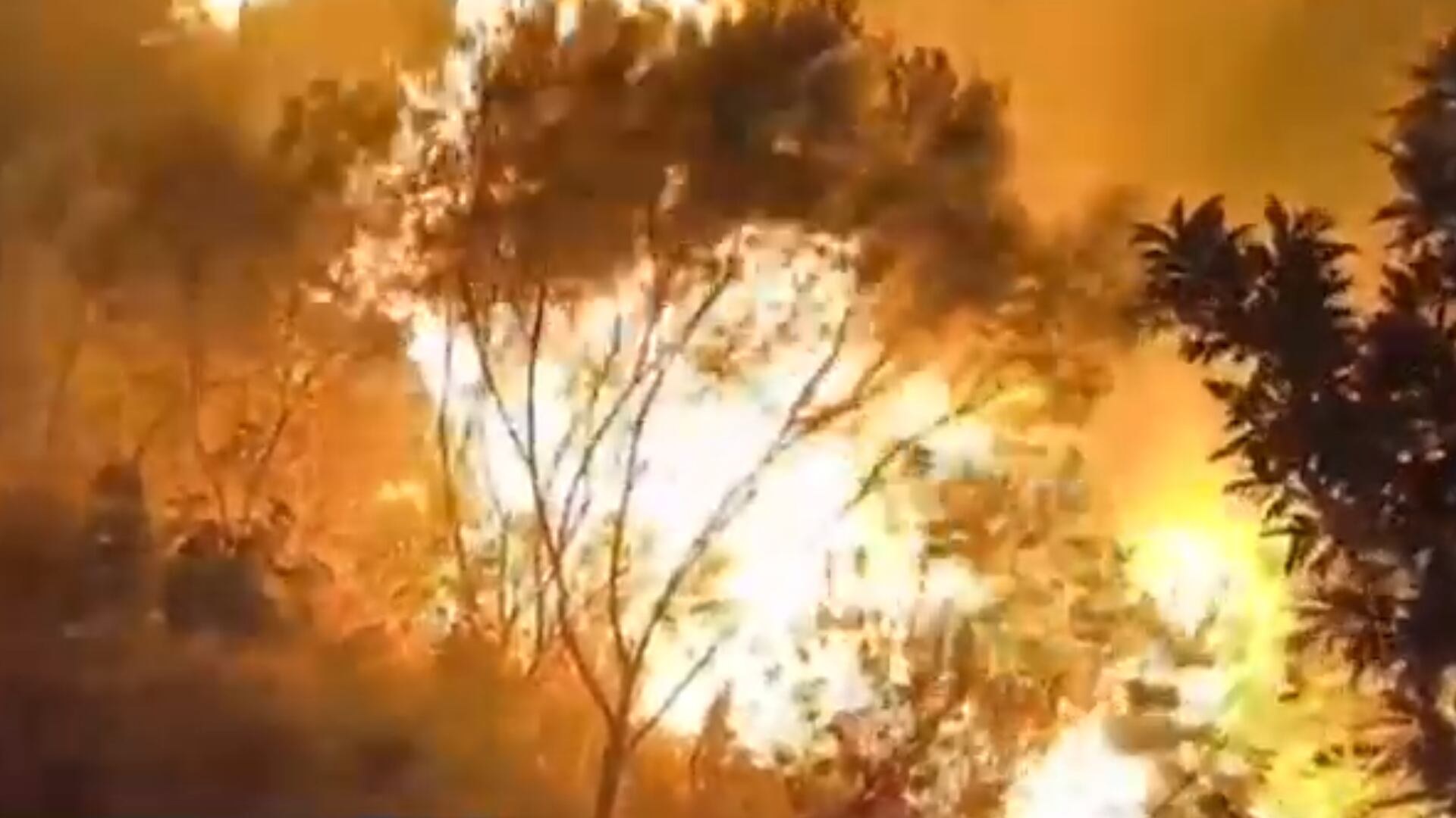 Incêndio de grandes proporções atinge mata nativa em Ilhabela (SP)