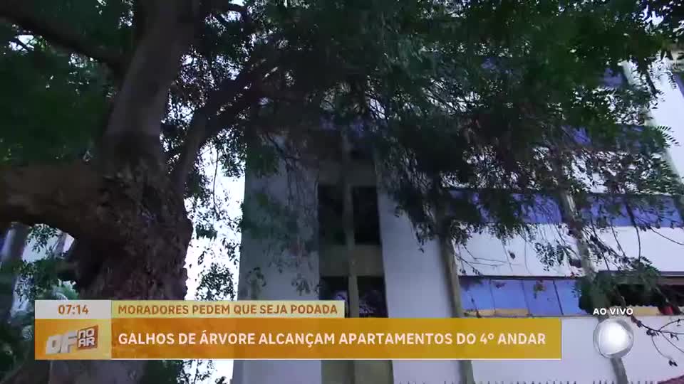 Moradores do Cruzeiro Novo (DF) reclamam de árvore sem poda que invade apartamentos