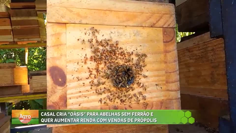 Casal cria abelhas sem ferrão para aumentar renda com venda de própolis