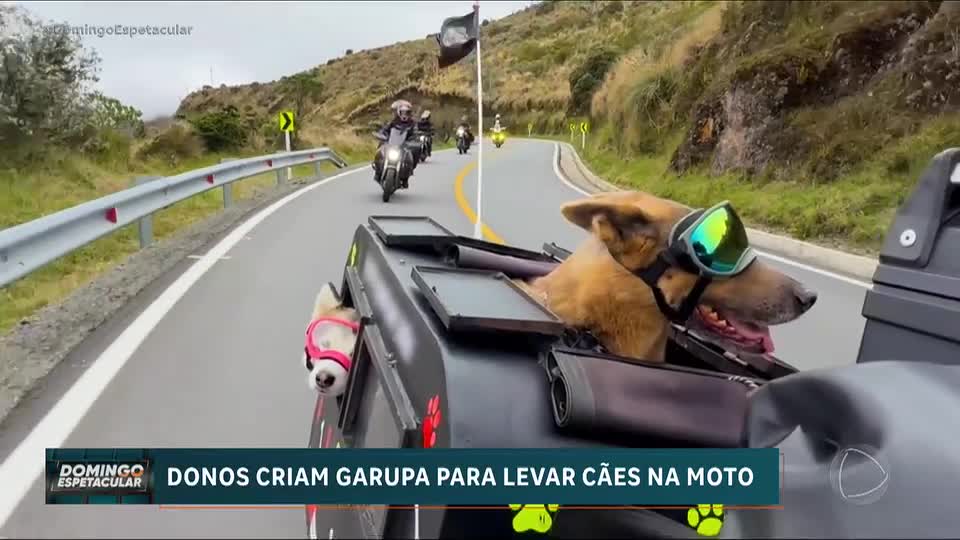 Casal colombiano viaja de moto com cães em trailer adaptado; confira