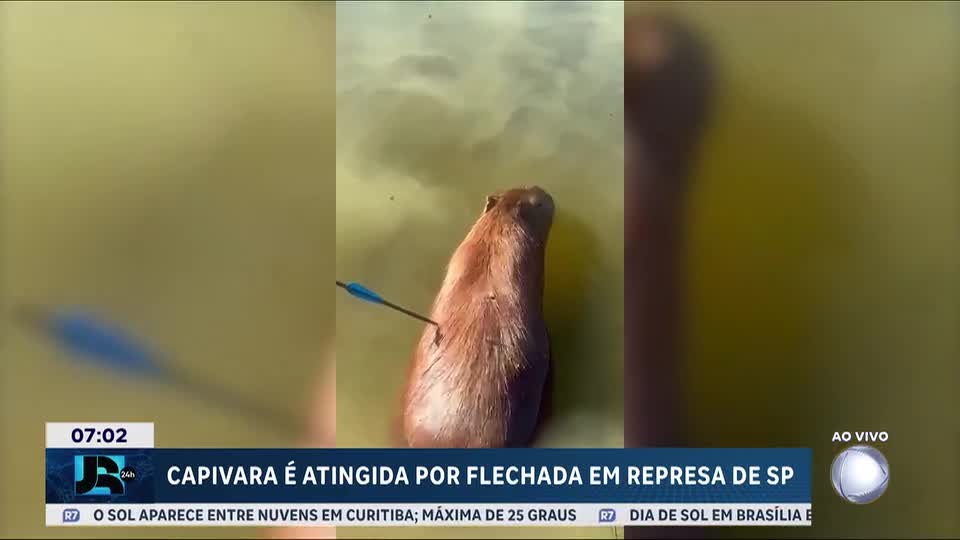 Capivara resgatada após ser atingida por flecha em São Paulo