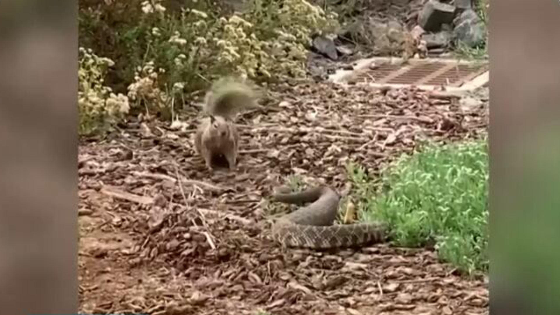 Esquilo corajoso enfrenta cascavel em reserva ambiental nos EUA; assista