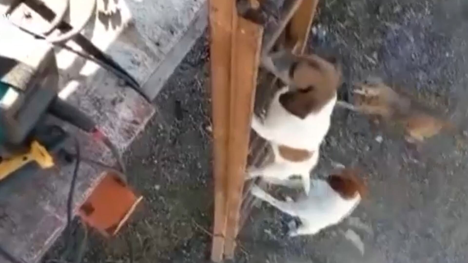 Nem o telhado separa: cachorrinha dá show de escalada para não desgrudar do tutor; veja vídeo