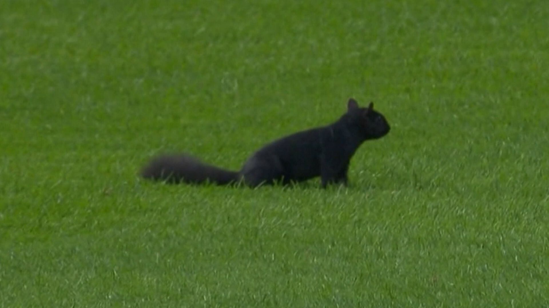 Animal invade gramado e interrompe jogo de beisebol