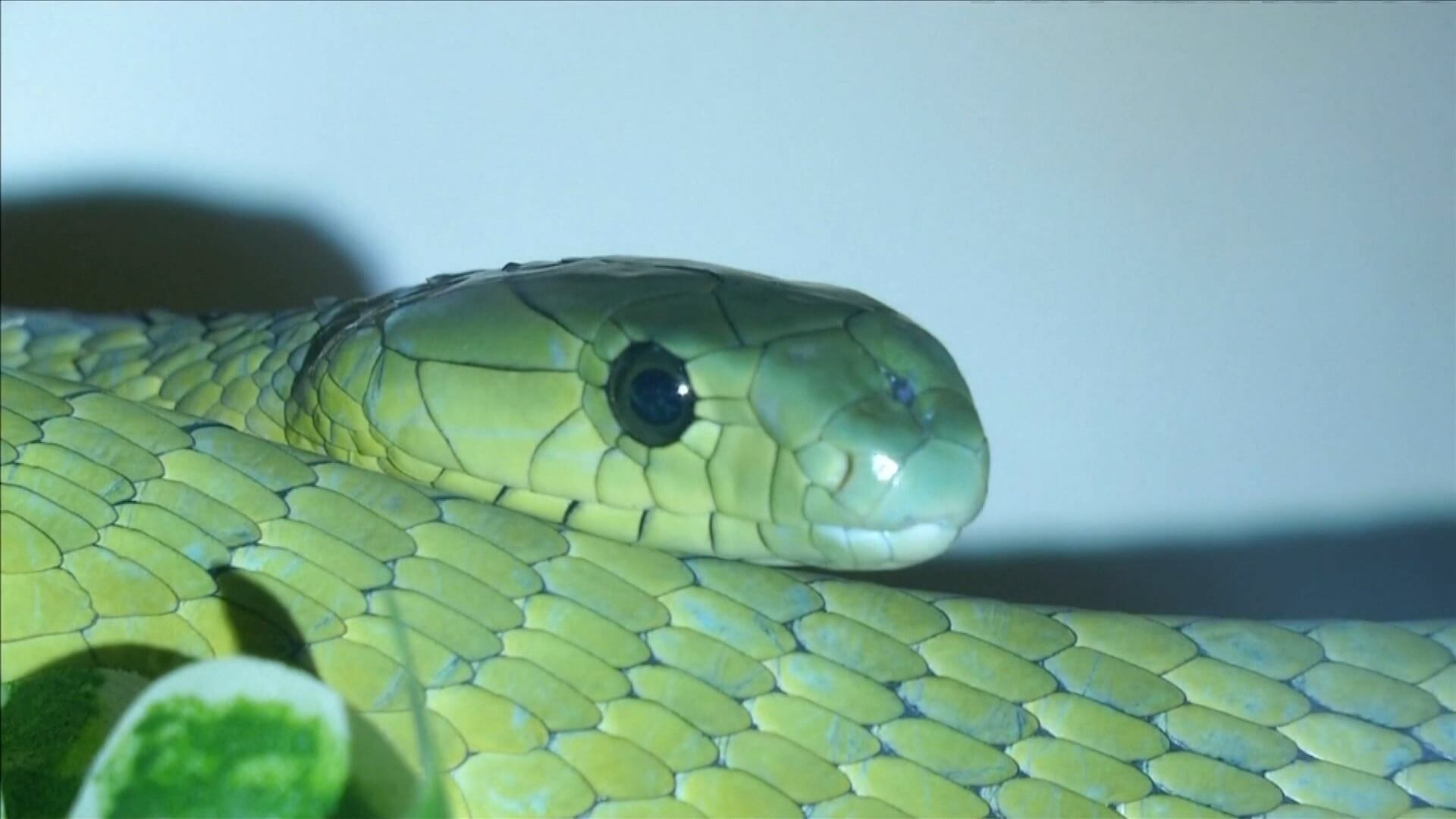 Pesquisadores usam inteligência artificial para desenvolver antídoto contra veneno de cobra