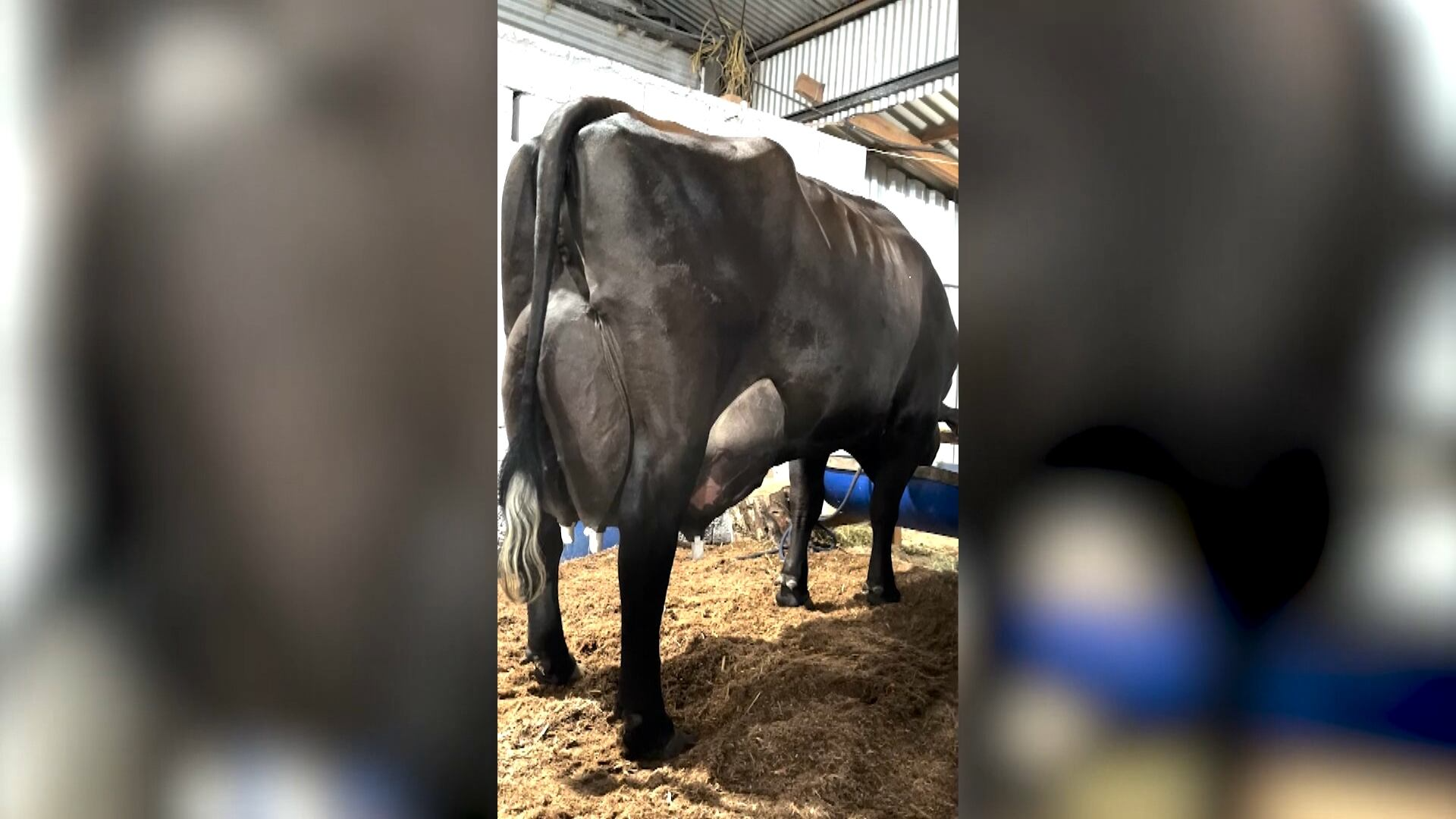 Vaca girolando bate recorde nacional ao produzir 343 kg de leite em três dias