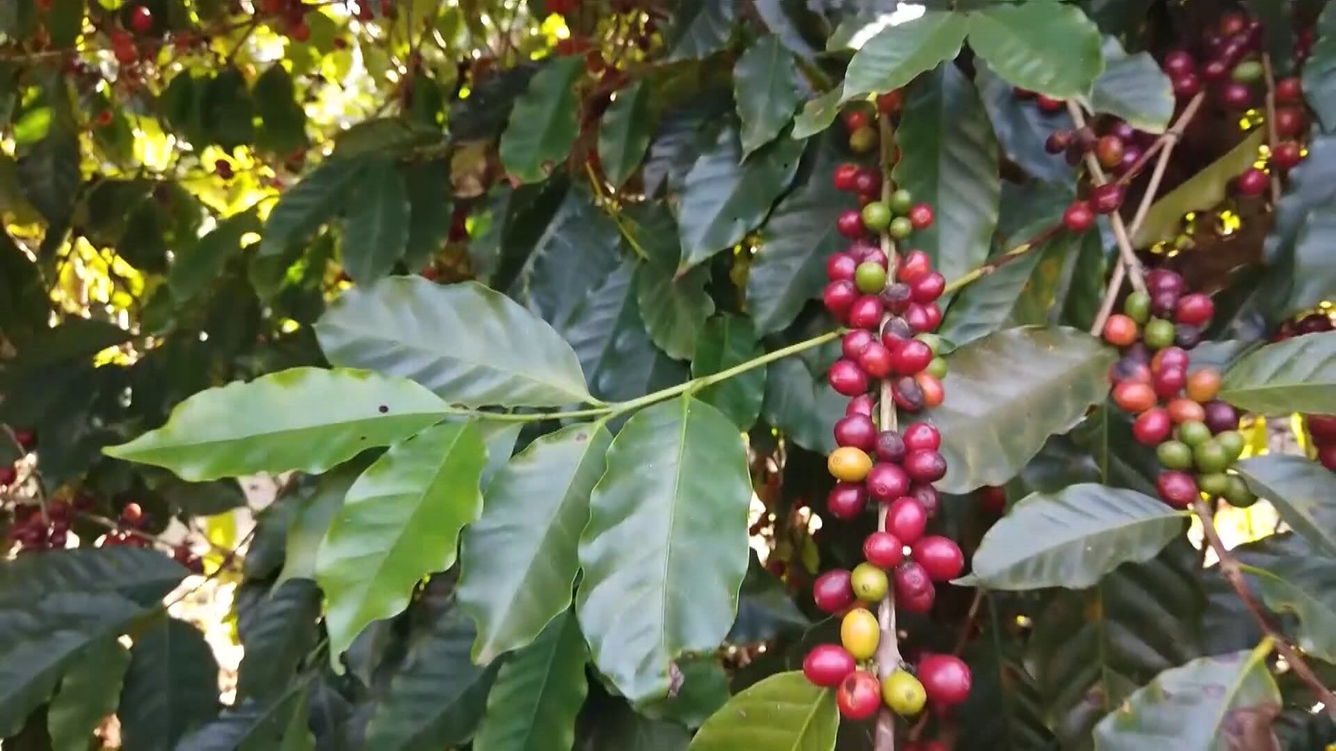 Conselho Nacional do Café se opõe ao compartilhamento do material genético brasileiro do grão