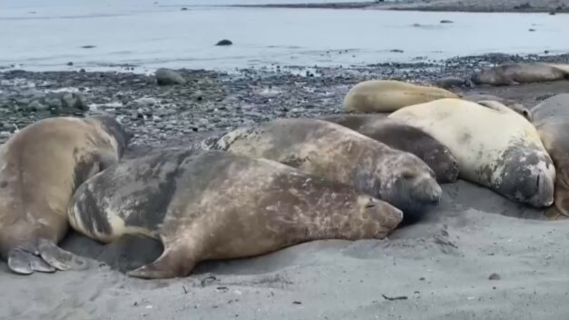 Cientistas da Fiocruz encontram animais mortos e investigam rota da gripe aviária na Antártida