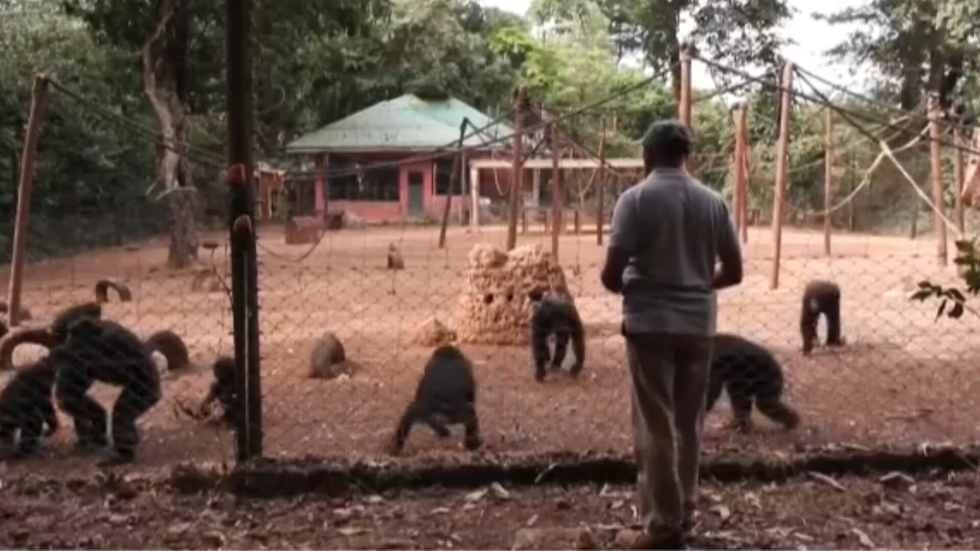 Segunda família: homem se dedica ao resgate de chimpanzés há mais de 30 anos em Serra Leoa