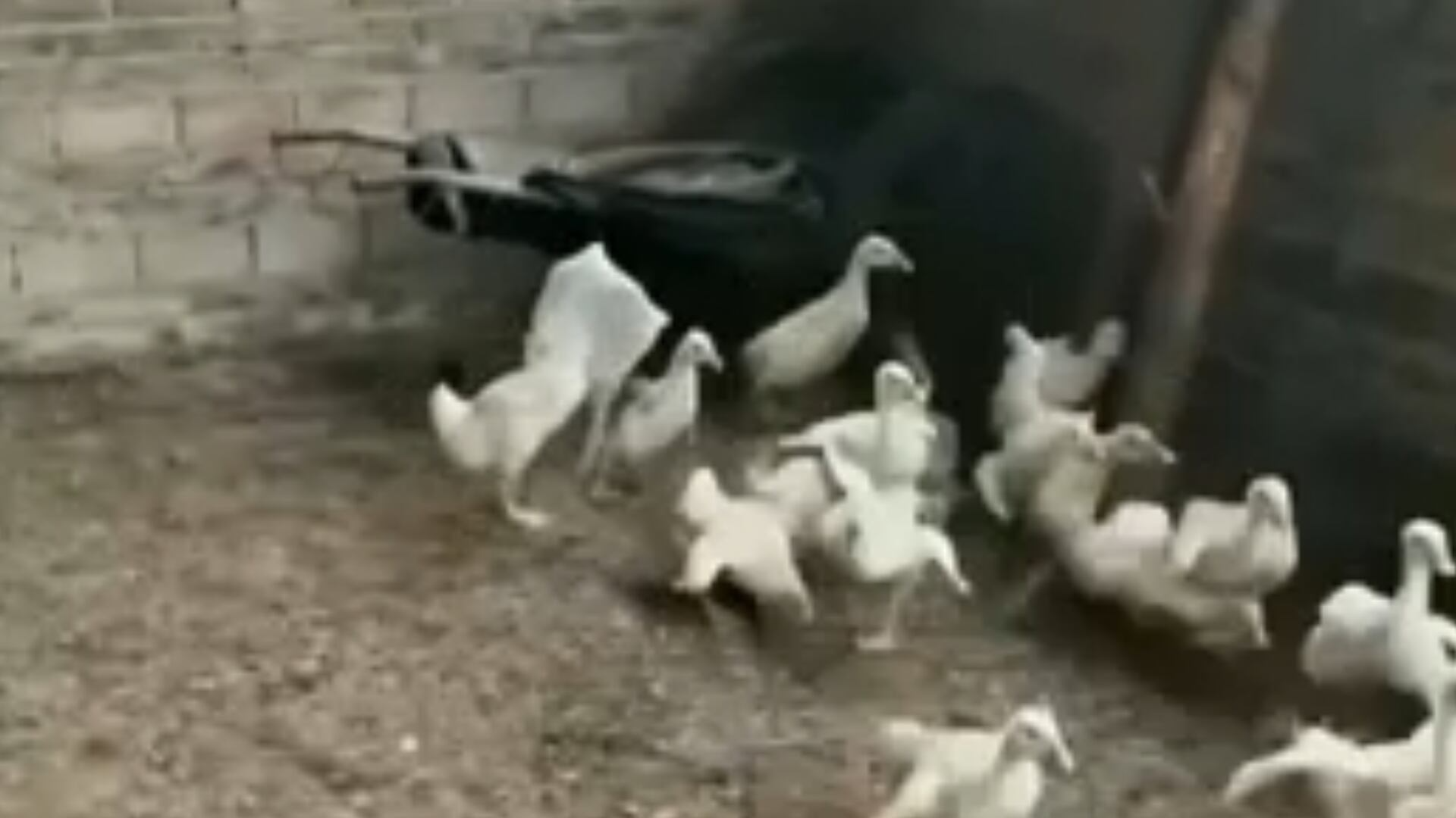 Que susto! Ganso 'disfarçado' com sacola na cabeça causa alvoroço em bando de aves