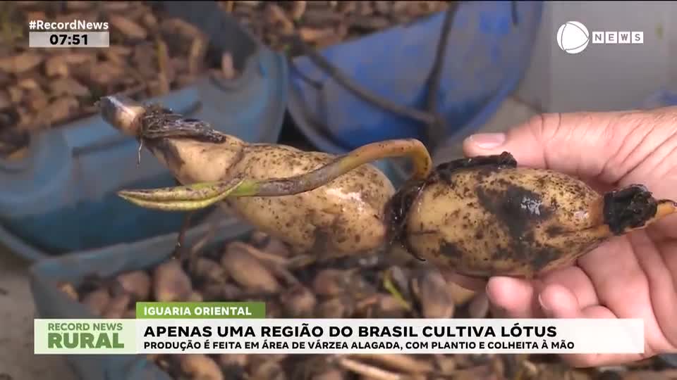Apenas uma região do Brasil cultiva lótus; conheça