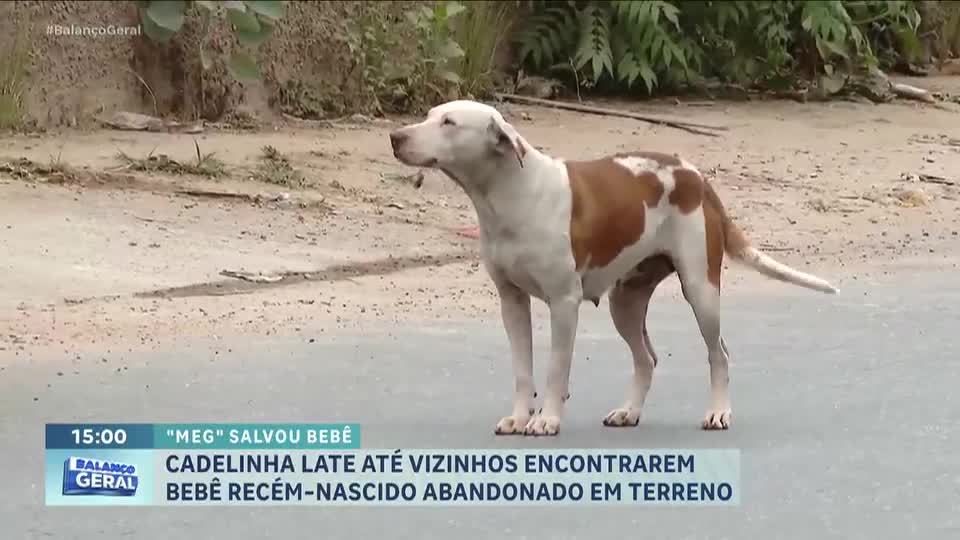 Cachorros vira-latas protagonizam atos heroicos e emocionam em histórias de resgate e coragem