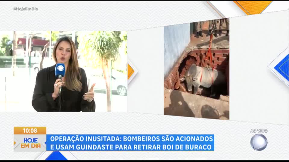 Operação inusitada: bombeiros são acionados e usam guindaste para retirar boi de buraco