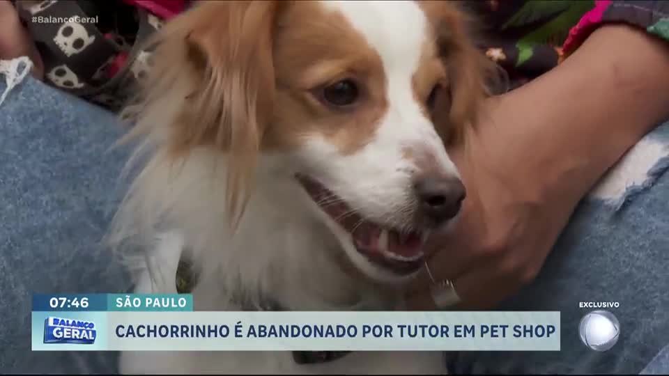 Cachorrinho é abandonado por tutor em pet shop e aguarda novo lar