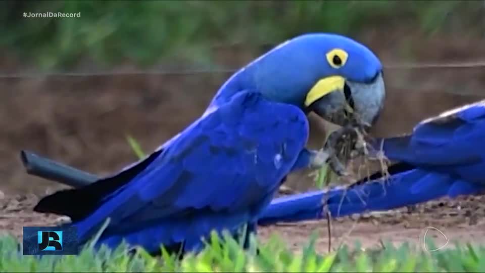 Brasileiros na fronteira com Paraguai e Bolívia monitoram araras-azuis ameaçadas de extinção