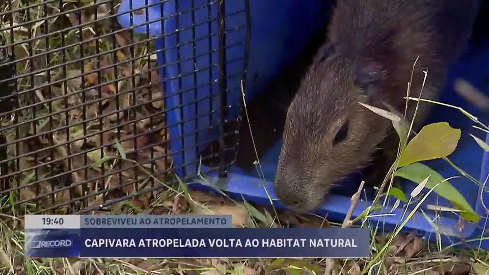 Capivara sobrevivente de atropelamento é solta em área de preservação