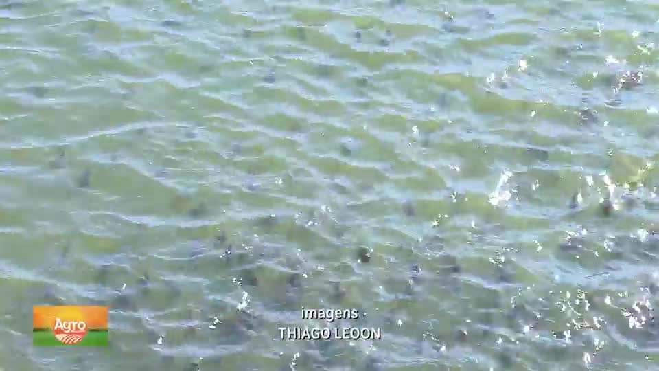 Piscicultores do DF alcançam recorde de produção de pescado em um ano