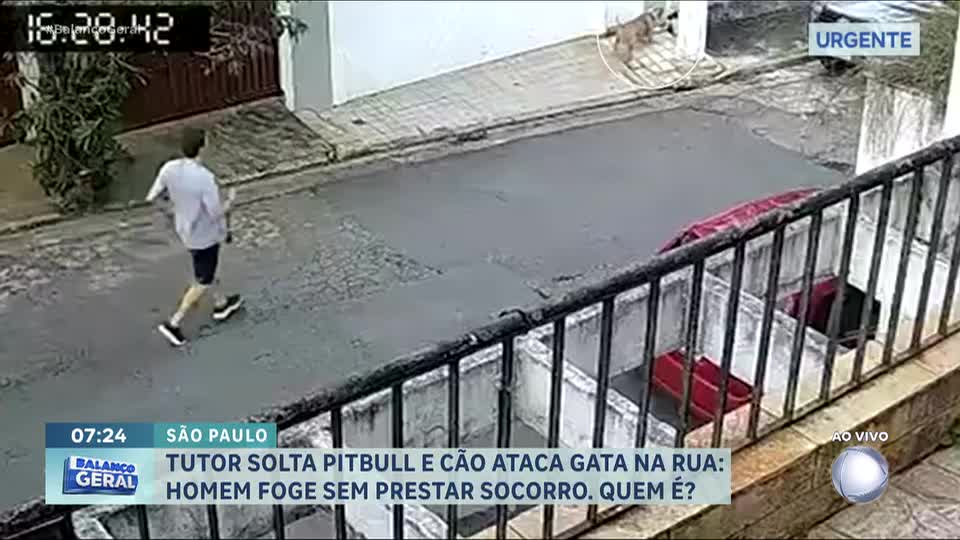 Pitbull se solta de coleira, ataca e mata gata de estimação em rua da zona oeste de São Paulo