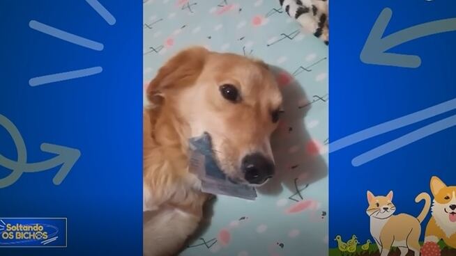 Assista ao 'Soltando os Bichos' deste domingo (2) na íntegra