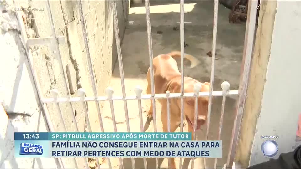 Família busca solução para pitbull após morte do tutor em SP