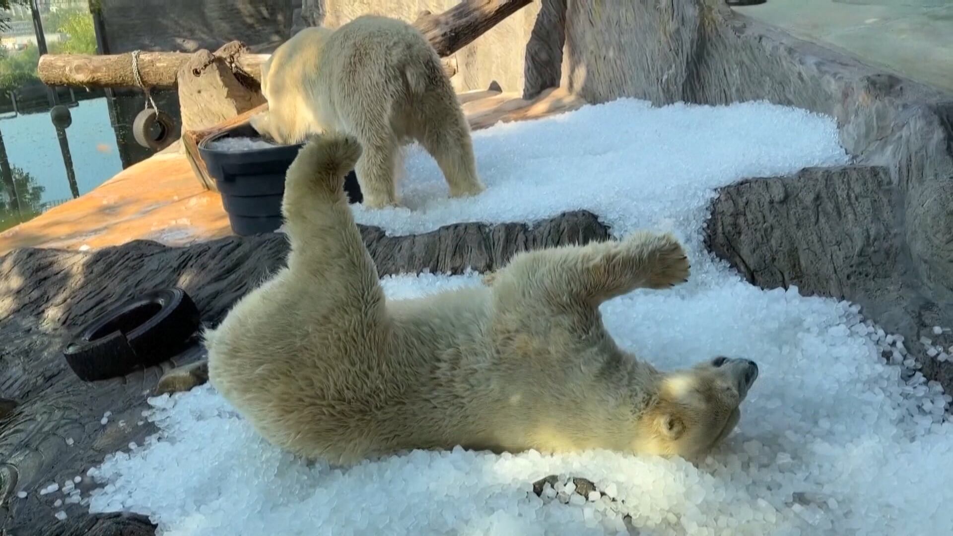 Animais recebem atenção especial para enfrentar as altas temperaturas em Praga