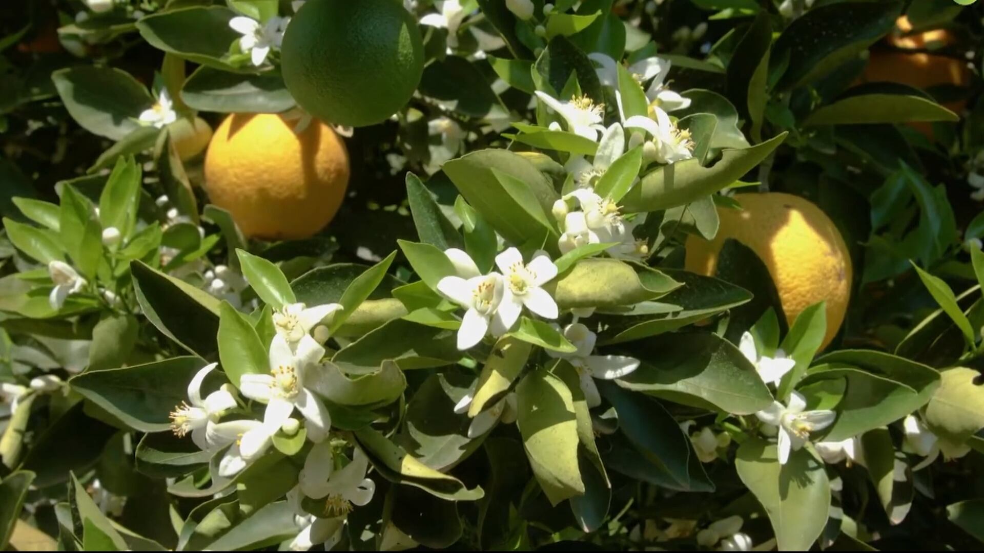 Novo sistema de alertas pretende combater a podridão floral em citros