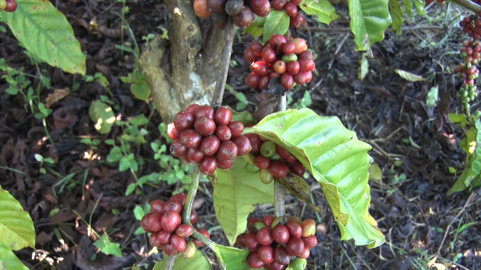 Análise: mercado chinês pode ser alternativa para exportação do café brasileiro
