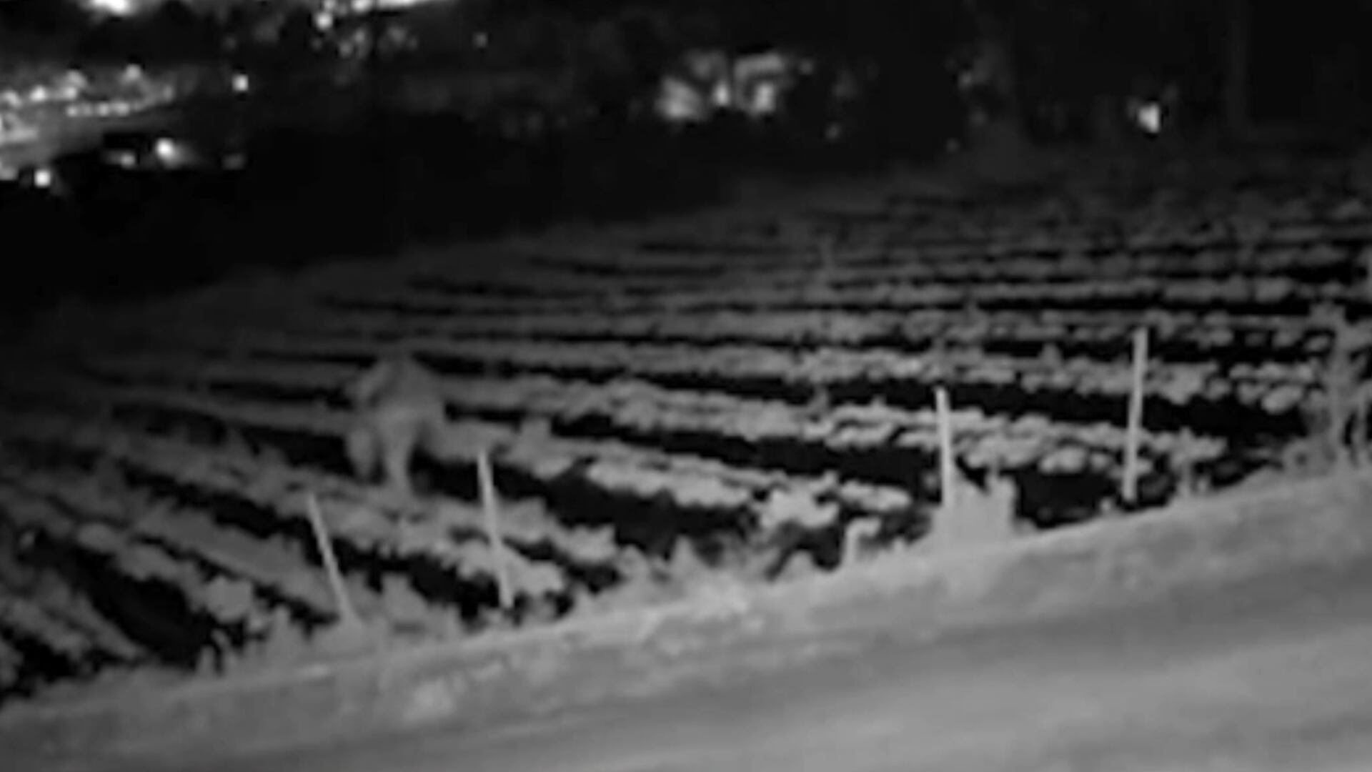 Febre do morango do amor torna as plantações da fruta alvo de criminosos