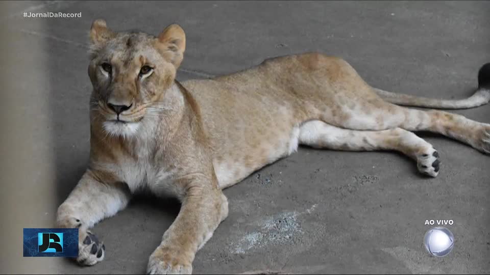 Três leoas podem ter morrido de calor em menos de uma semana em zoológico do Japão
