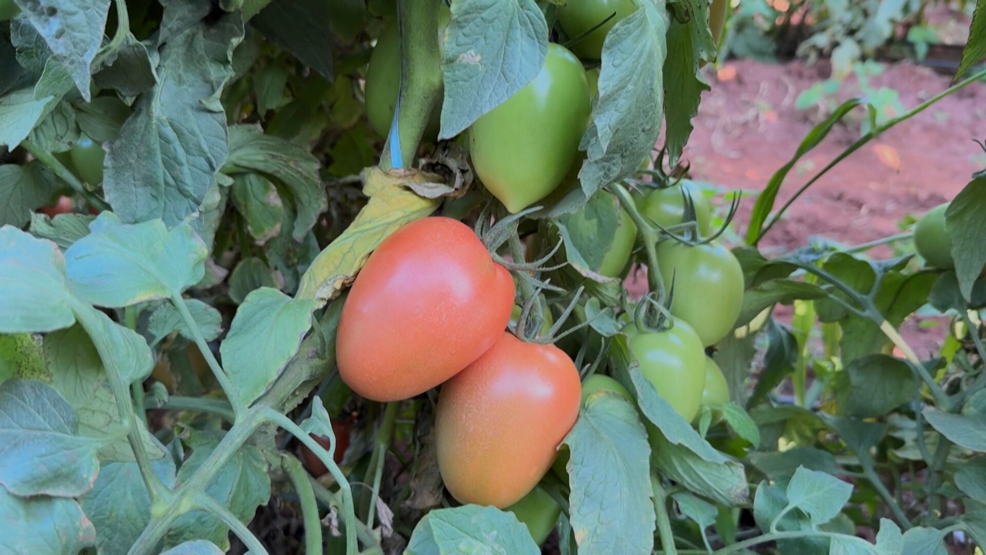 Produção de tomate cresce no noroeste paulista