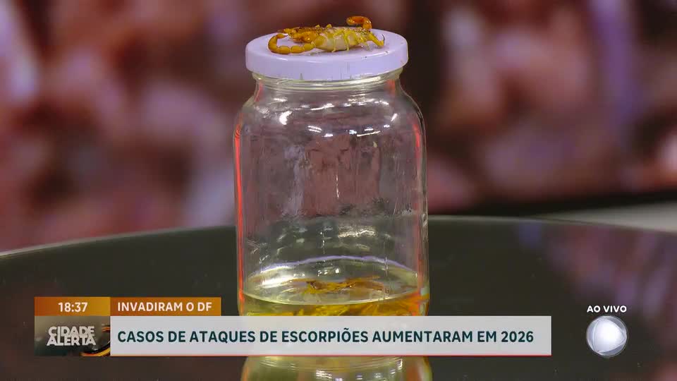 Casos de ataques de escorpiões aumentam no DF em 2026 e acendem alerta
