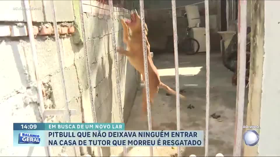 Pitbull que aguardava retorno de dono falecido é resgatado em Carapicuíba (SP)