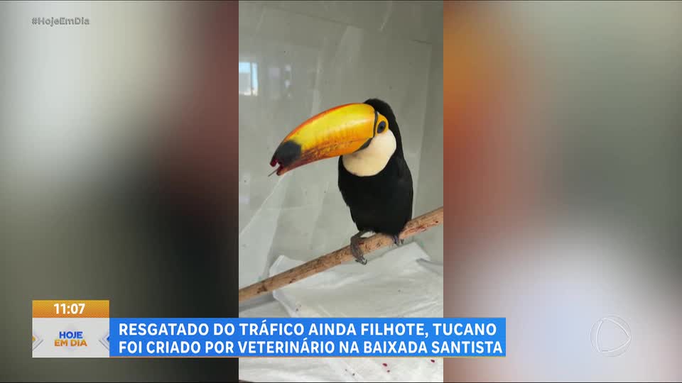 Tucano resgatado ganha nova vida com prótese 3D após acidente