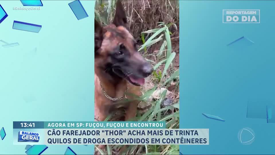 Reportagem do Dia: Cão farejador ajuda a localizar esconderijo com 30 kg drogas em SP