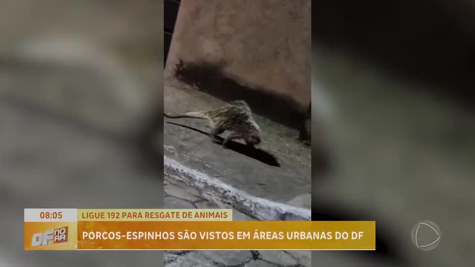 Porco-espinho do Cerrado é resgatado em área urbana do DF