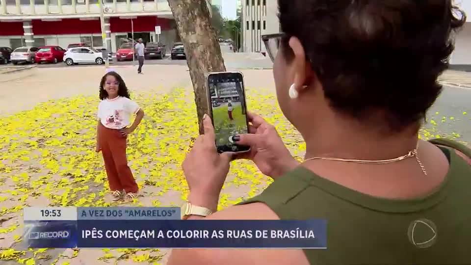 Ipês amarelos começam a colorir as ruas de Brasília