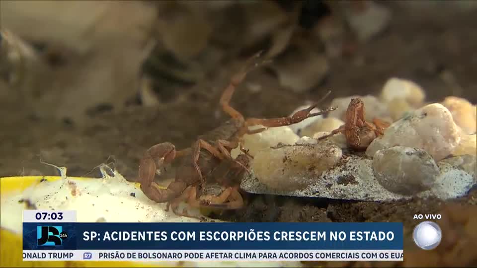Acidentes com escorpiões crescem no estado de SP