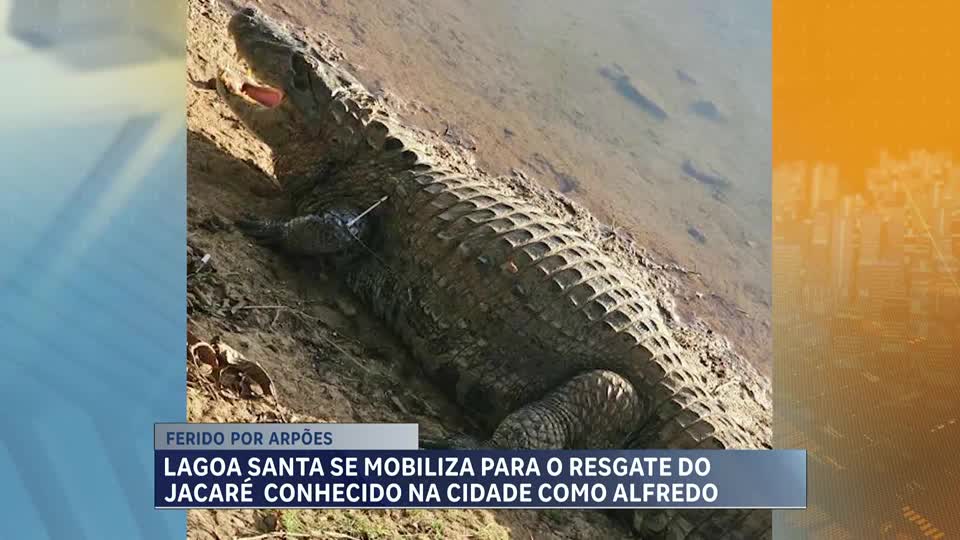 Órgãos de segurança montam força-tarefa para resgatar jacaré ferido por arpão em Lagoa Santa (MG)