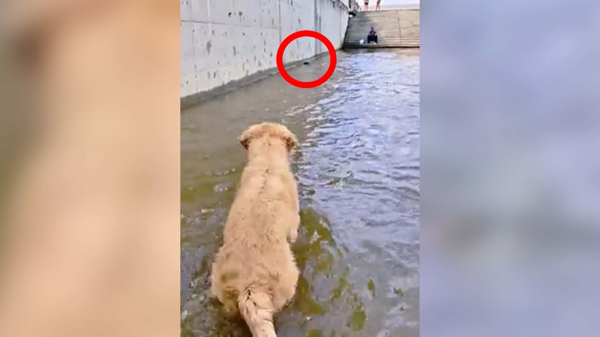 Heroísmo canino: cachorro ajuda a salvar gato que estava se afogando