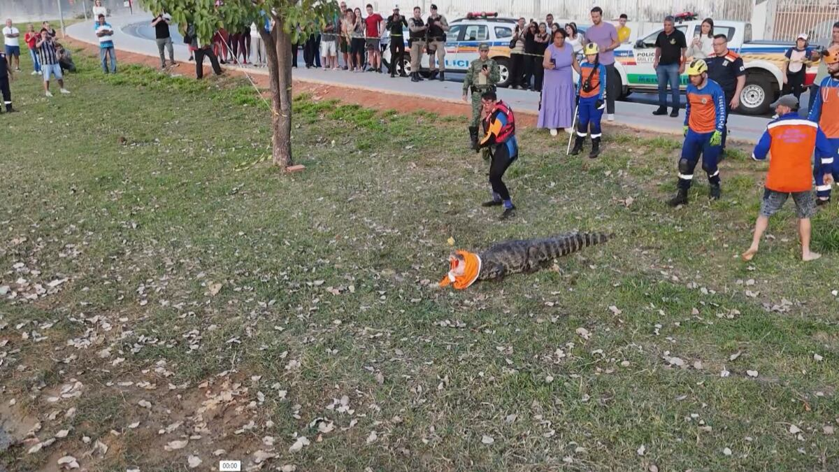 Jacaré ferido com arpões é resgatado e tratado por veterinários em Lagoa Santa (MG)