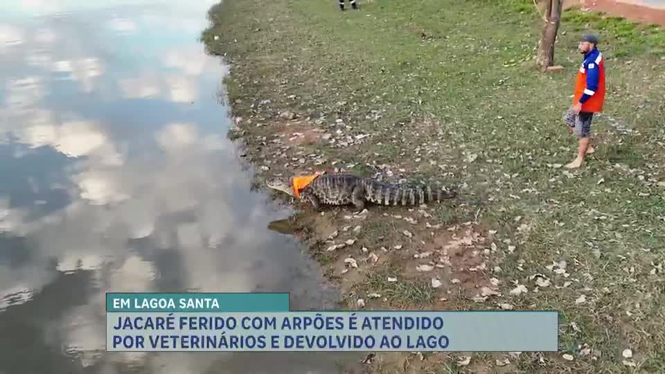 Após três dias de buscas, jacaré ferido é resgatado e devolvido à lagoa na Grande BH